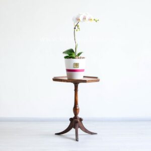 ابعاد ارکیده سفید صورتی خالدار مناسب است.