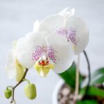برگ ارکیده سفید و صورتی خالدار زیبا است.