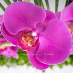 گل ارکیده بنفش ظاهری شگفت انگیز دارد.