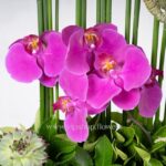 ارکیده های بنفش بسیار لطیف هستند