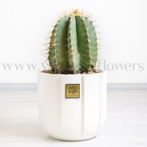 کاکتوس تریکوسرئوس گرد و زیباست.