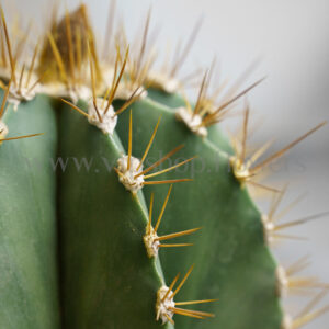 تیغ های تریکوسرئوس خطرناک است.