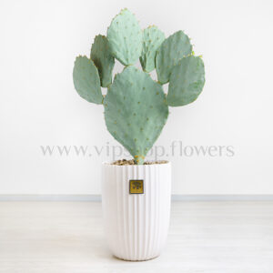 این گیاه ترکیب زیبایی با گلدان سفید.