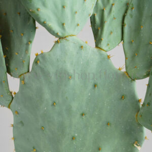 حالت نیمه دایره و طبقه ای این کاکتوس زیباست.