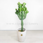 افوربیا اره ای سایز بزرگ برای انتخاب در محل کار مناسب است.