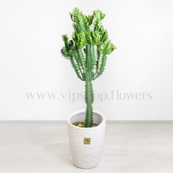 افوربیا اره ای سایز بزرگ برای انتخاب در محل کار مناسب است.