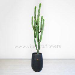 افوربیا اینگنس سایز بزرگ برای انتخاب در محل کار مناسب است.