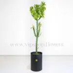 کاکتوس نریفولیا متفاوت است.