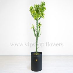 کاکتوس نریفولیا متفاوت است.