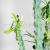 جزئیات کاکتوس نریفولیا بسیار زیباست.
