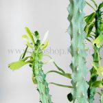 جزئیات کاکتوس نریفولیا بسیار زیباست.