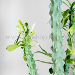 جزئیات کاکتوس نریفولیا بسیار زیباست.