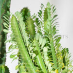 برگ های افوربیا تریگونا سبز غول پیکر برگ دارد.