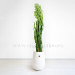 کاکتوس افوربیا سبز غول پیکر مقاوم و بزرگ است.