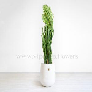 کاکتوس افوربیا سبز غول پیکر مقاوم و بزرگ است.