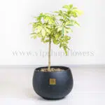 بونسای شفلرا طلایی در گلدان مشکی جلوه ای خاص دارد.