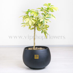 بونسای شفلرا طلایی در گلدان مشکی جلوه ای خاص دارد.