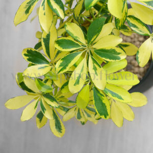 رنگ برگ بوونسای شفلرا طلایی خاص است.