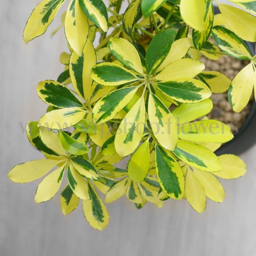 رنگ برگ بوونسای شفلرا طلایی خاص است.