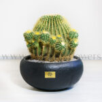 آچینو تیغ زرد غول پیکر یک انتخاب شگفت انگیز