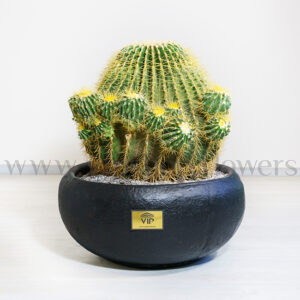 آچینو تیغ زرد غول پیکر یک انتخاب شگفت انگیز