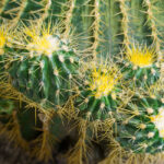 تبغ های آچینو بسیار جذاب است.