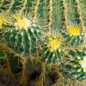 تبغ های آچینو بسیار جذاب است.