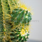 تبغ های زرد کاکتوس آچینو منحصر به فرد است.