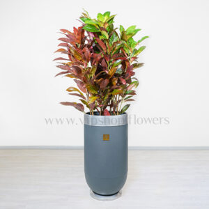 ترکیب برگهای رنگی با گلدان طئوسی زیباست.