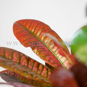 ترکیب رن نارنجی و قرمز برگ عالی است.