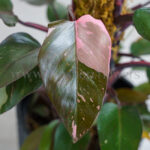 برگ های پرنسس صورتی چوبدار چشم نواز است.