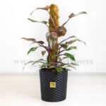 خرید آنلاین گیاه آپارتمانی پرنسس چوبدار