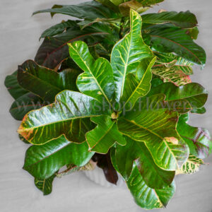 برگ های کروتون برگ بلوطی الوان خیره کننده است.