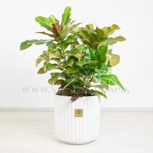 کروتون برگ بلوطی الوان یا پنجه کلاغی