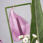 آنتوریوم بنفش در کنار تزئینات سبز، چشم نواز است.