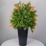 باکس گل B367 - Image 22