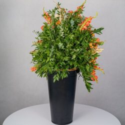 باکس گل B367 - 24