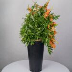 باکس گل B367 - Image 26