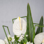 گل آنتوریوم سفید، بهترین گل برای باکس ترحیم است.