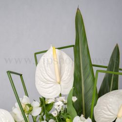 گل آنتوریوم سفید، بهترین گل برای باکس ترحیم است.