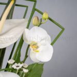 ارکیده سفید در باکس ترحیم نماد پاکی است.