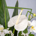 تضاد رنگ سبز و سفید در گل ترحیم، چشم نواز است.