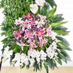 گل‌های لیلیوم صورتی و سفید خاص و جالب هستند.