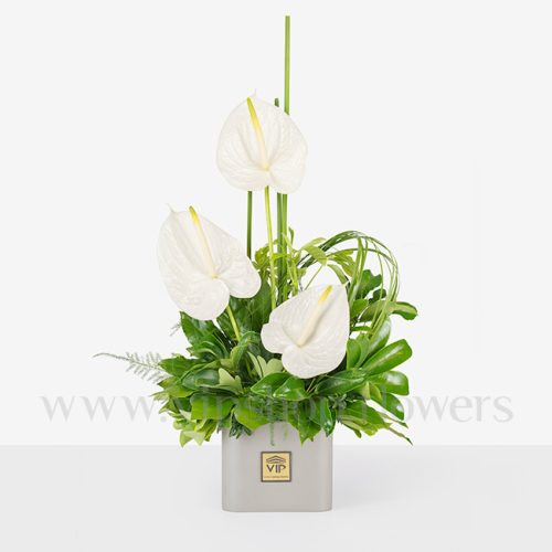جعبه گل شماره 235 با آنتوریوم سفید جذاب و خاص است.