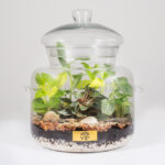 تراریوم جنگل مینیاتوری جلوه زیبایی دارد.