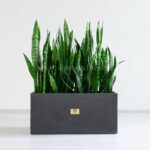 باکس سانسوریا سبز بتونی زیبا و شیک است.