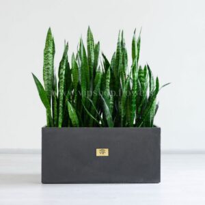 باکس سانسوریا سبز بتونی زیبا و شیک است.