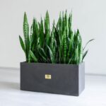 باکس سانسوریا سبز بتونی مناسب مکان هایی با فضای کم است.