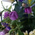 باکس گل B374 - Image 4