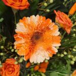 گلهاب به کار رفته در باکس گل شماره ۳۷۷